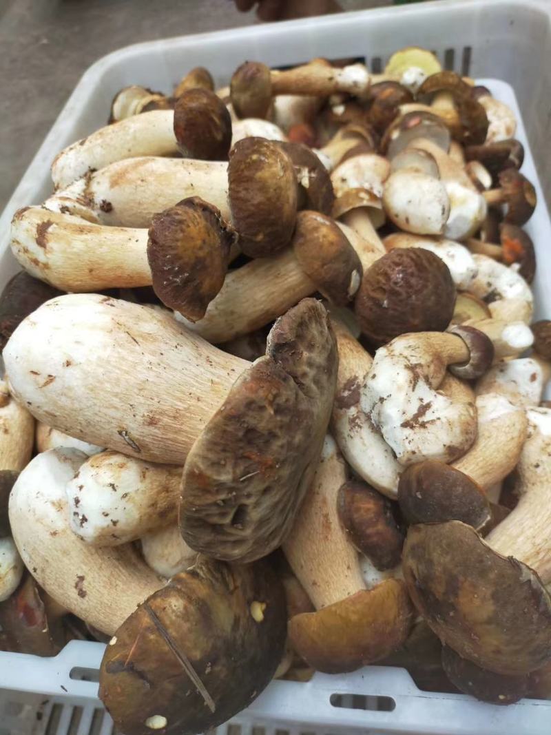 野生菌
