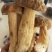 野生菌