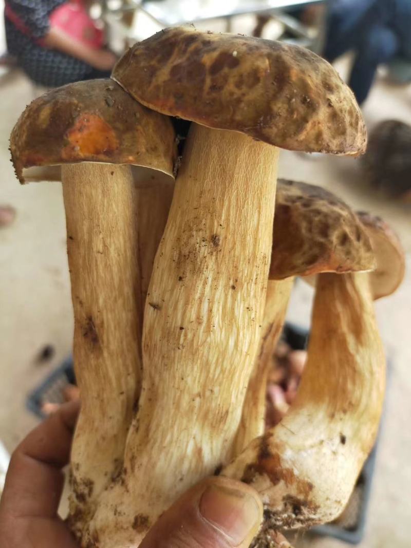 野生菌