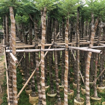 大量供应云南蓝花楹5-8-10-12-15-18-20分