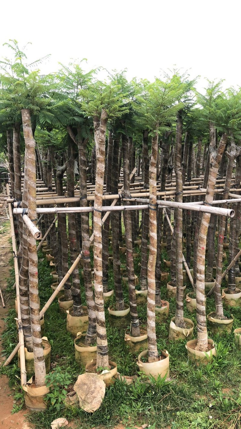 大量供应云南蓝花楹5-8-10-12-15-18-20分