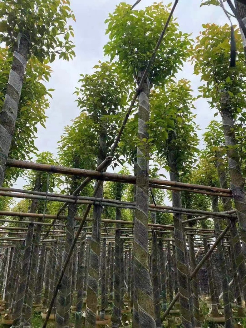 供应香樟5-6-7-8-9-10-12-15分
