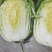 平度市黄心大白菜持续供应，净菜4-6斤，价格美丽，