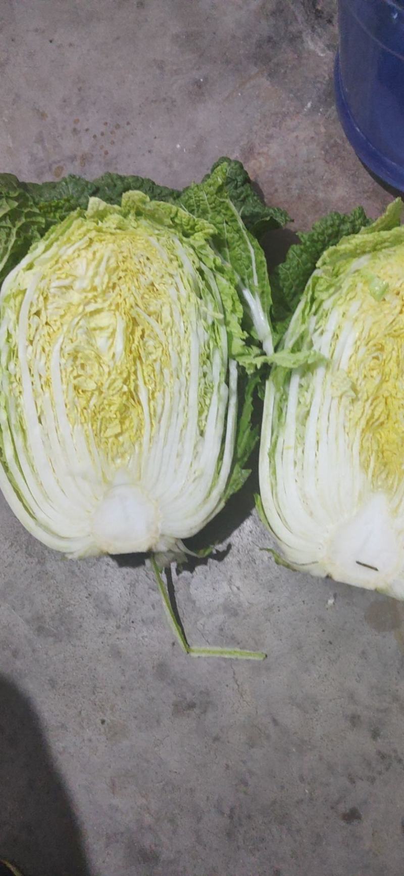 平度市黄心大白菜持续供应，净菜4-6斤，价格美丽，