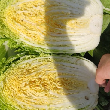 平度市黄心大白菜持续供应，净菜4-6斤，价格美丽，