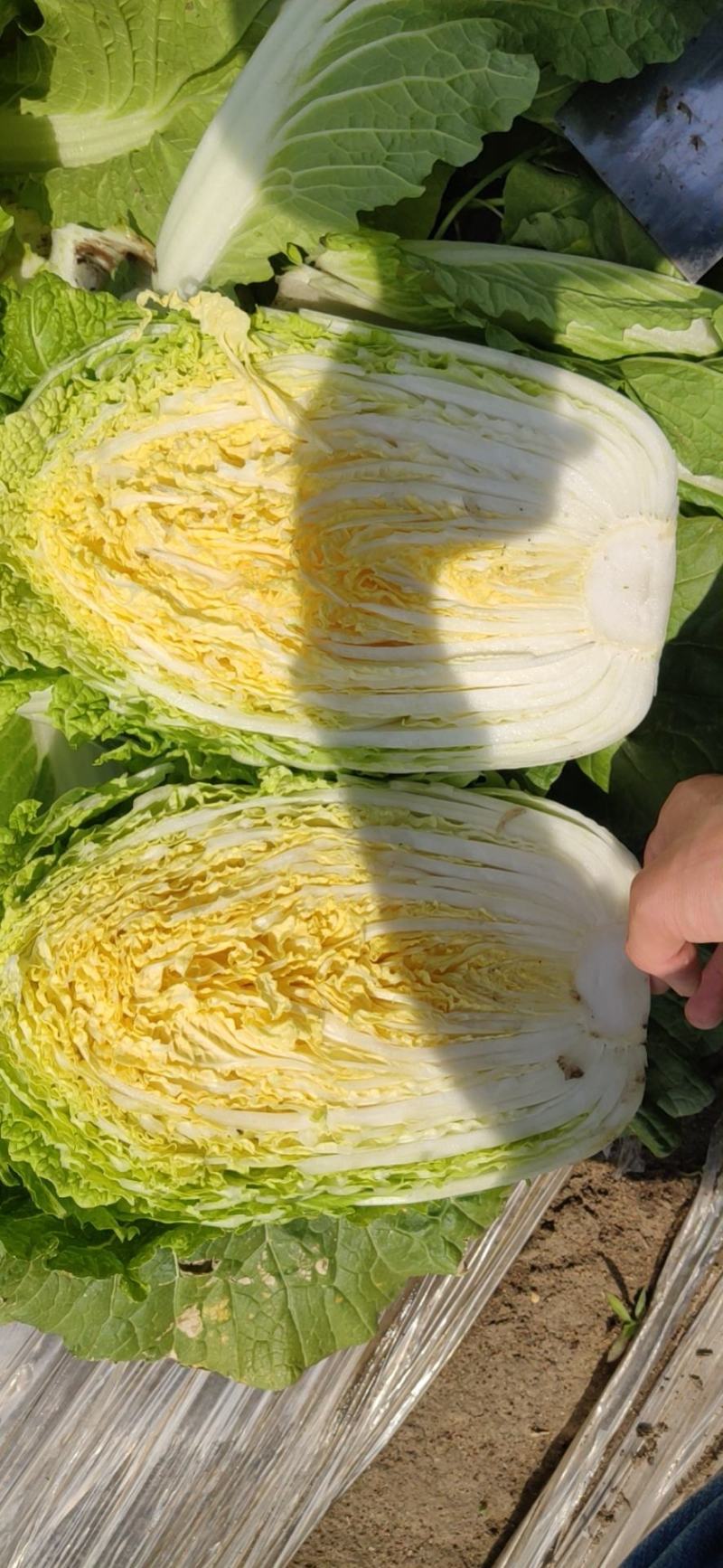平度市黄心大白菜持续供应，净菜4-6斤，价格美丽，