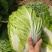 平度市黄心大白菜持续供应，净菜4-6斤，价格美丽，
