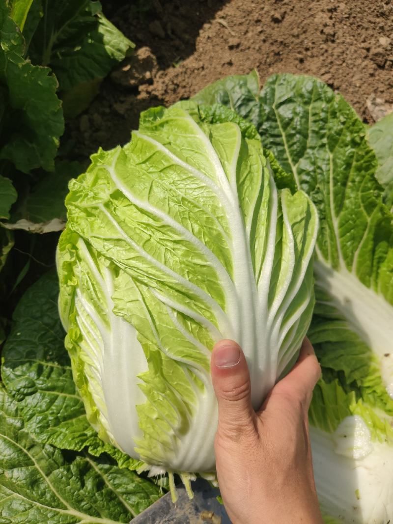 平度市黄心大白菜持续供应，净菜4-6斤，价格美丽，