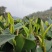 福鼎白茶2016年白毫银针六年陈散茶500克