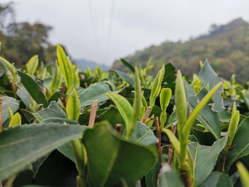 福鼎白茶2016年白毫银针六年陈散茶500克