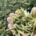 福鼎白茶2016年白毫银针六年陈散茶500克