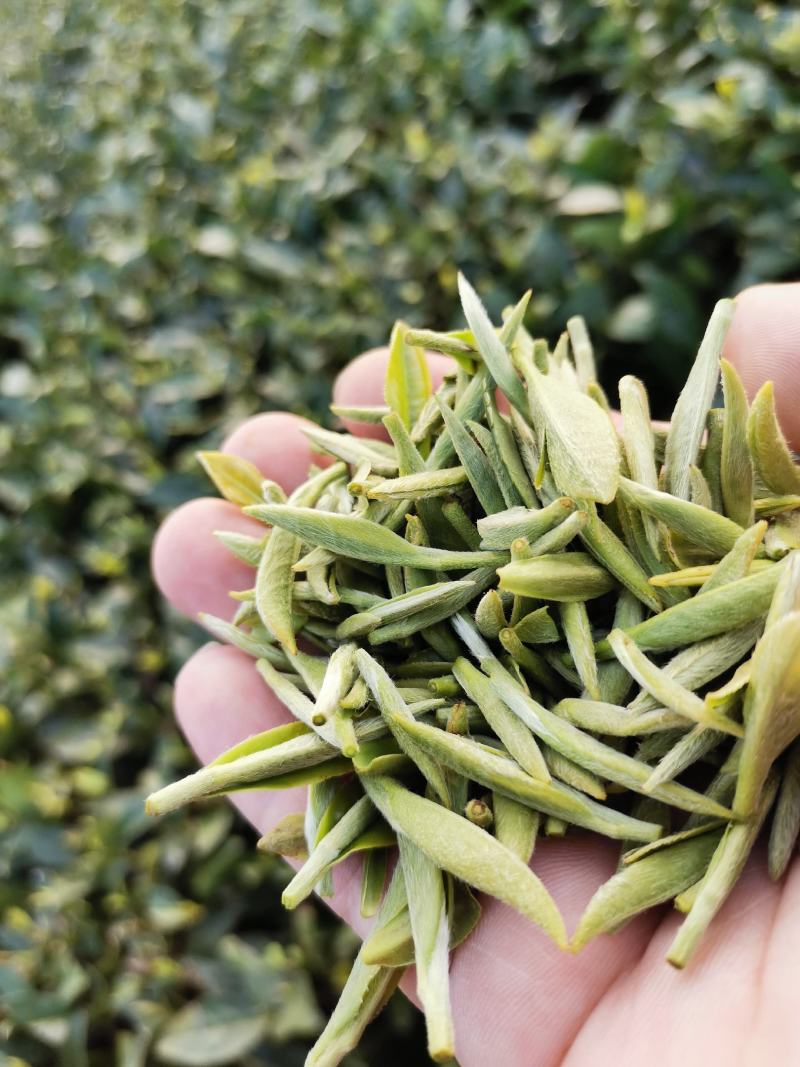 福鼎白茶2016年白毫银针六年陈散茶500克
