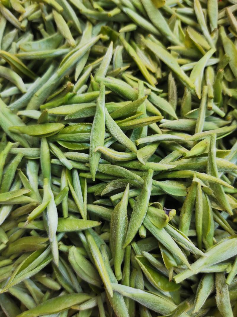 福鼎白茶2016年白毫银针六年陈散茶500克