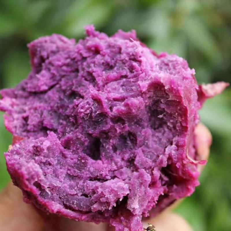 山东紫薯大量现货一件代发大货批发3斤5斤10斤红薯