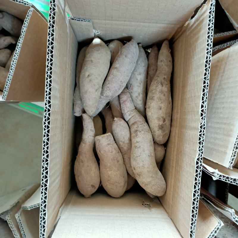 山东紫薯大量现货一件代发大货批发3斤5斤10斤红薯