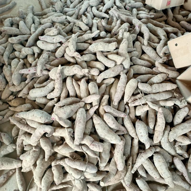 山东紫薯大量现货一件代发大货批发3斤5斤10斤红薯
