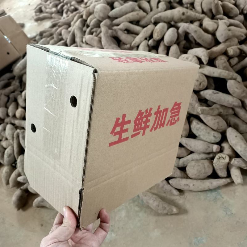 山东紫薯大量现货一件代发大货批发3斤5斤10斤红薯