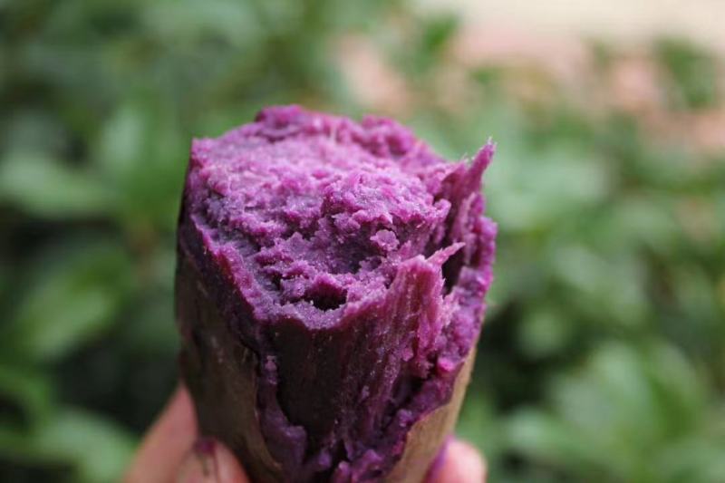 山东紫薯大量现货一件代发大货批发3斤5斤10斤红薯
