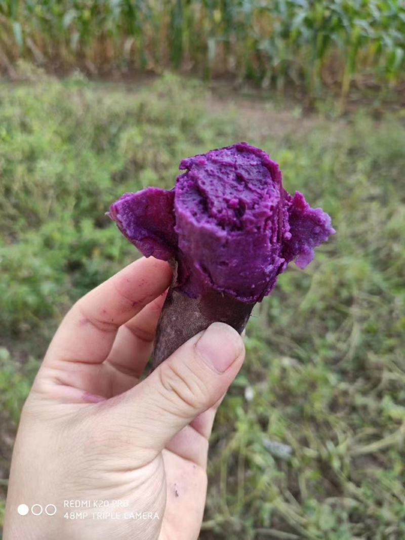 山东紫薯大量现货一件代发大货批发3斤5斤10斤红薯
