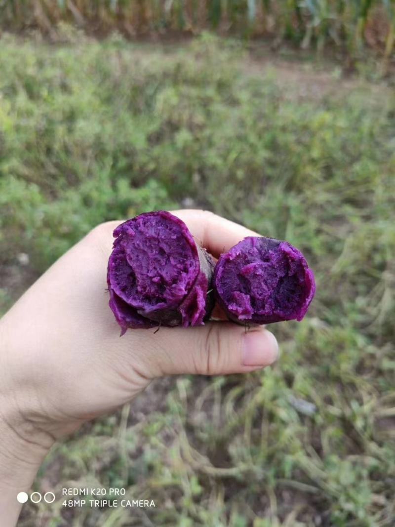 山东紫薯大量现货一件代发大货批发3斤5斤10斤红薯