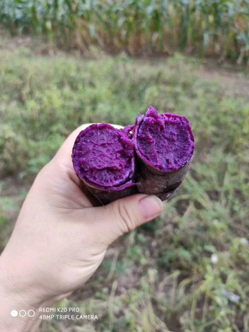山东紫薯大量现货一件代发大货批发3斤5斤10斤红薯