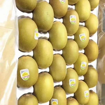 新西兰金奇异果，口感细腻香甜美味，营养丰富