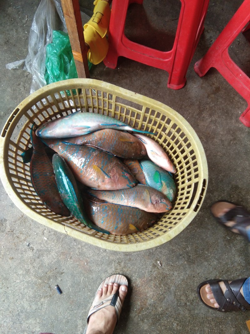青衣鱼，各种各样冰鲜和急冻都有货，欢迎各位老板订购