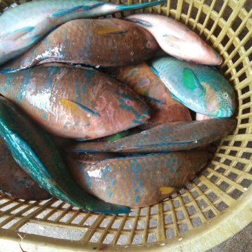 青衣鱼，各种各样冰鲜和急冻都有货，欢迎各位老板订购