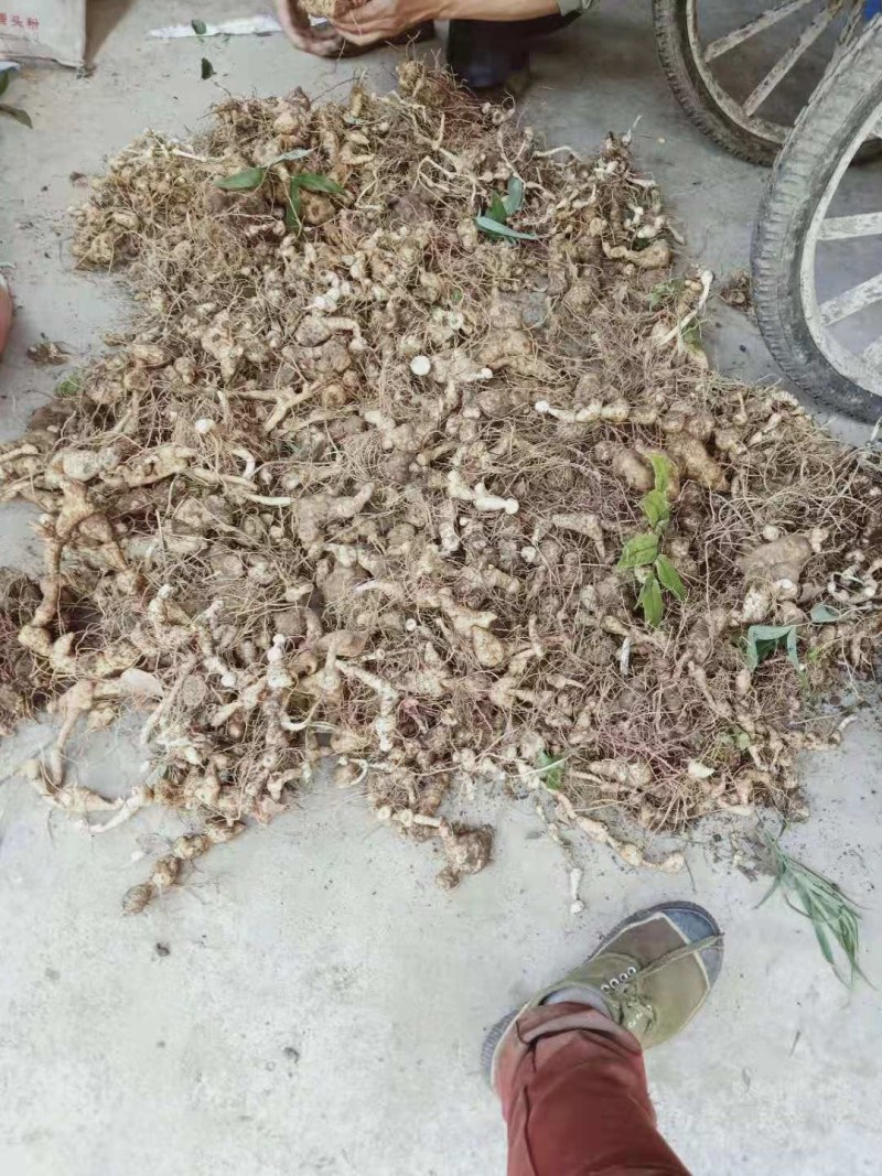 精品下山野生大黄精，可分类购买，可现场视频认证。寻找长期