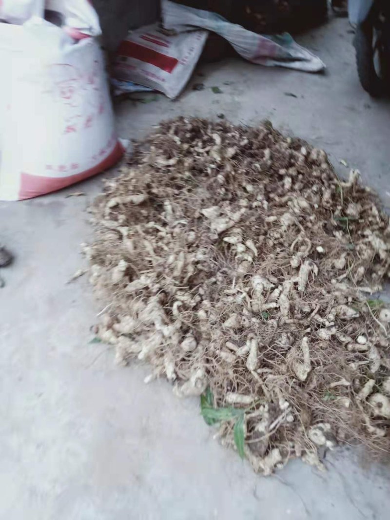 精品下山野生大黄精，可分类购买，可现场视频认证。寻找长期