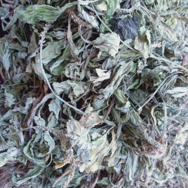 车前草全干货，产地直销