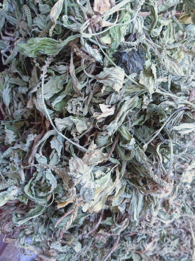 车前草全干货，产地直销