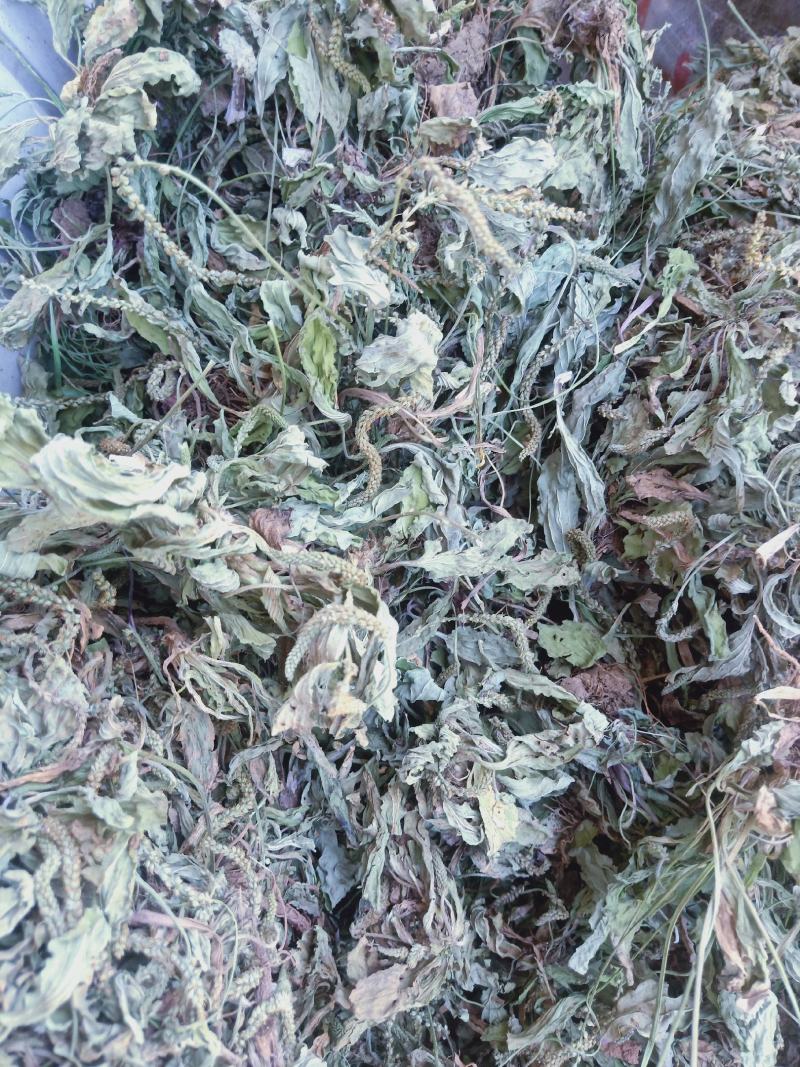 车前草全干货，产地直销