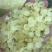 皂角米雪莲子现货批发规格齐全量大优惠