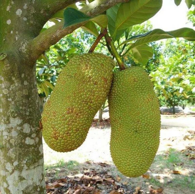 泰国榴莲菠萝蜜苗菠萝蜜苗进口杯苗带叶带土发货