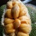 泰国榴莲菠萝蜜苗菠萝蜜苗进口杯苗带叶带土发货