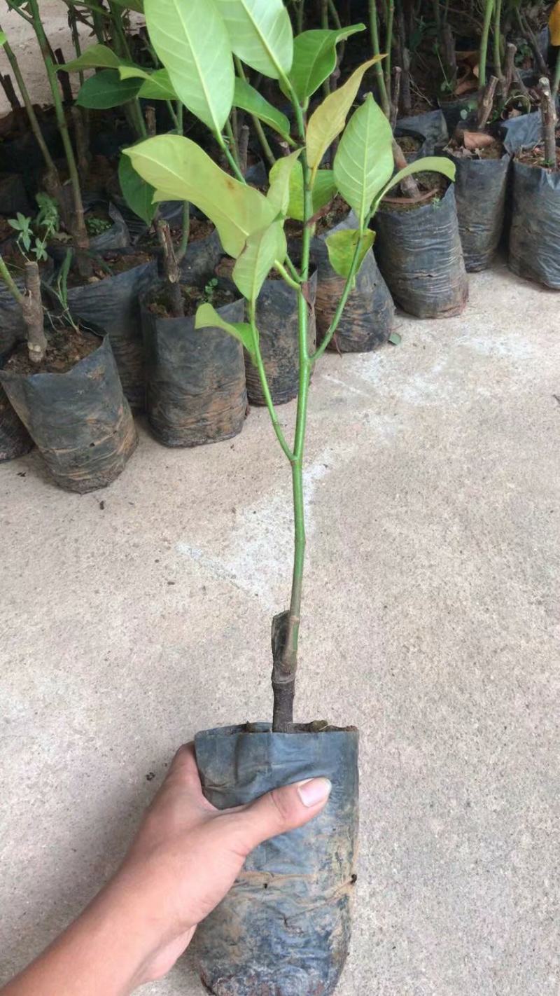 泰国榴莲菠萝蜜苗菠萝蜜苗进口杯苗带叶带土发货