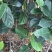 马来西亚一号菠萝蜜苗菠萝蜜苗果实大产量高包邮