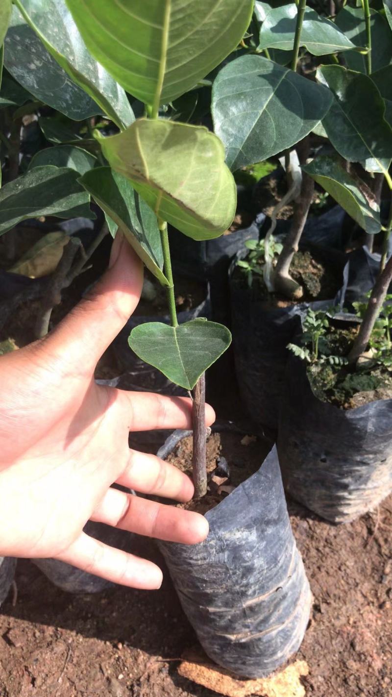 马来西亚一号菠萝蜜苗菠萝蜜苗果实大产量高包邮