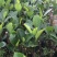 马来西亚一号菠萝蜜苗菠萝蜜苗果实大产量高包邮