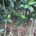 马来西亚一号菠萝蜜苗菠萝蜜苗果实大产量高包邮