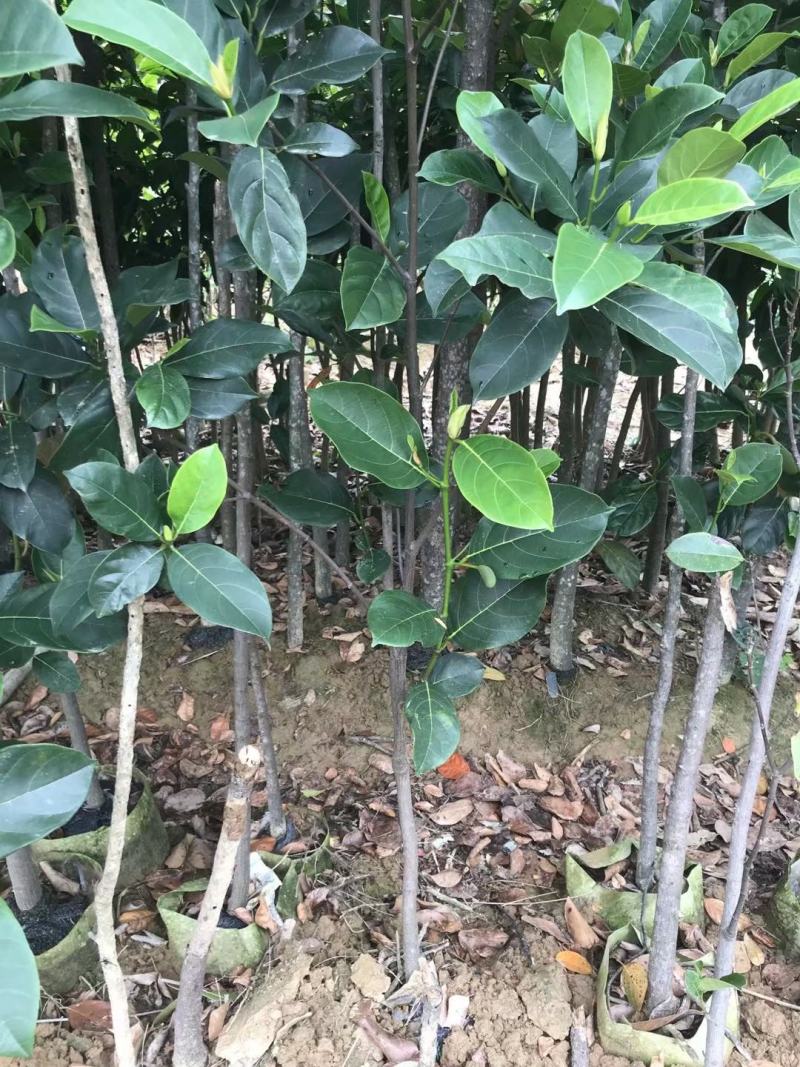 马来西亚一号菠萝蜜苗菠萝蜜苗果实大产量高包邮