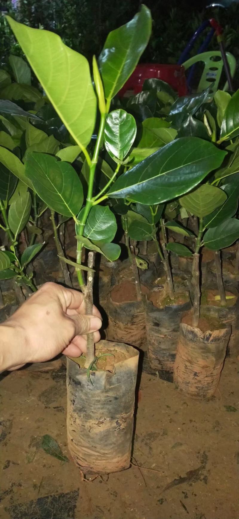 马来西亚一号菠萝蜜苗菠萝蜜苗果实大产量高包邮