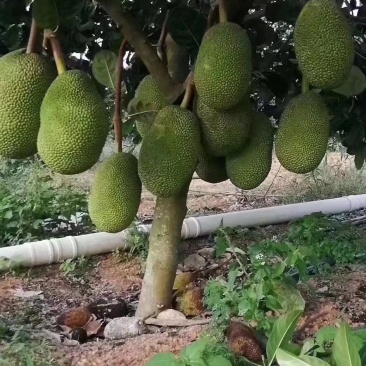 马来西亚一号菠萝蜜苗菠萝蜜苗果实大产量高包邮