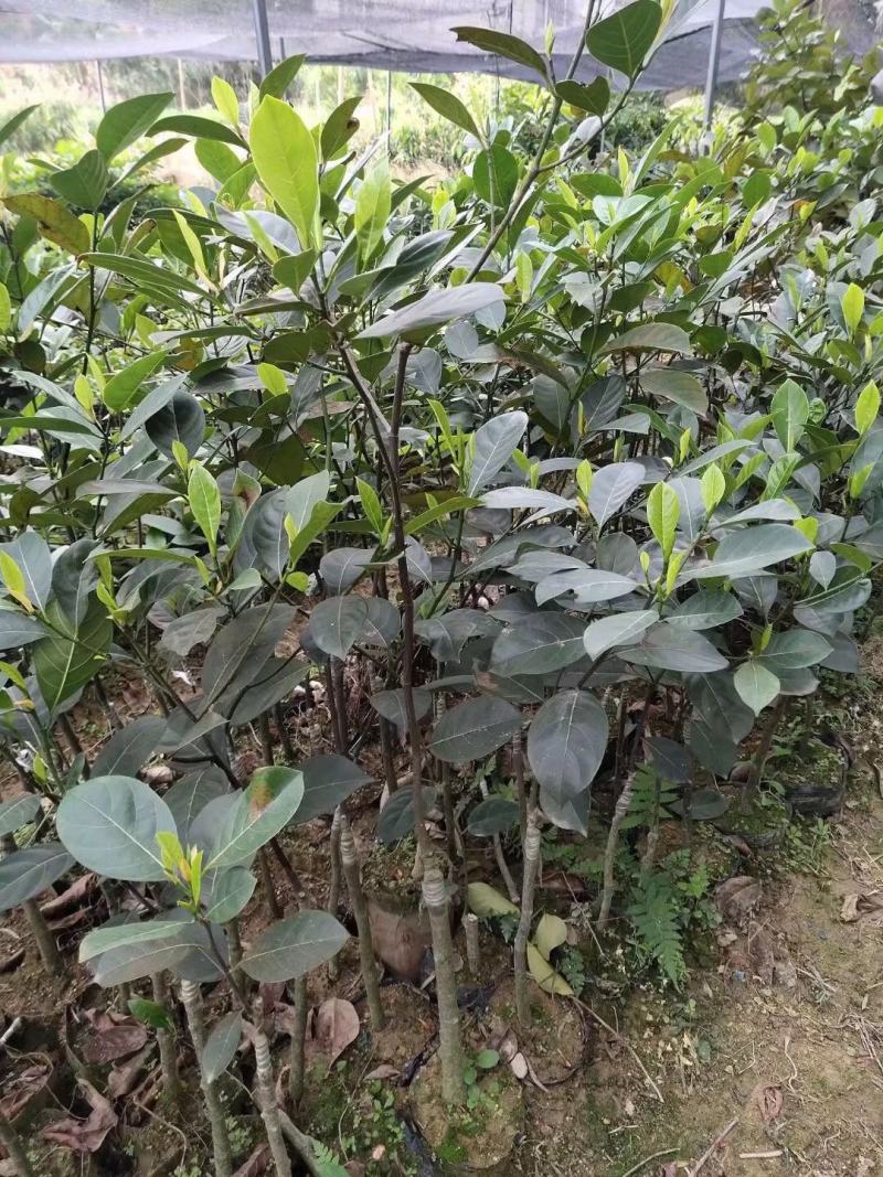 马来西亚一号菠萝蜜苗菠萝蜜苗果实大产量高包邮