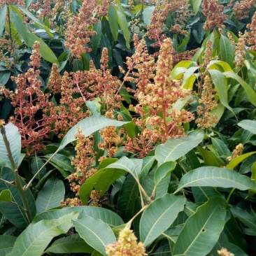 芒果苗，芒果嫁接苗，晚熟芒果，景东晚芒嫁接苗，基地直供