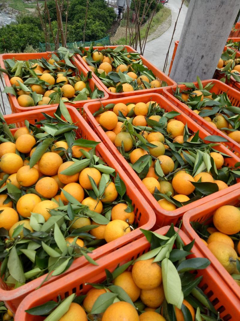 【夏橙】大量供应，货源充足，保质保量，随行就市！
