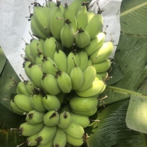 苹果蕉