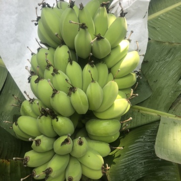 苹果蕉
