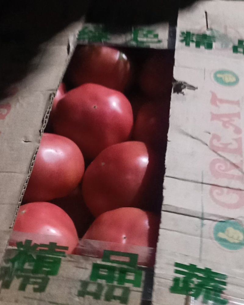 硬粉软粉西红柿大量有货价格美丽